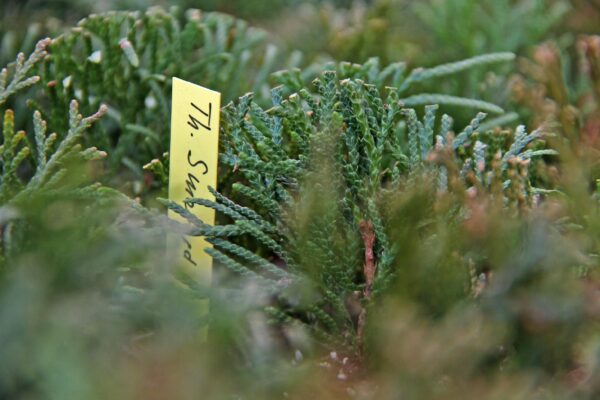 Etykiety ogrodnicze pętlowe czerwone 250mm x 17mm - 48 sztuk od Garden-Label.pl - obrazek 5