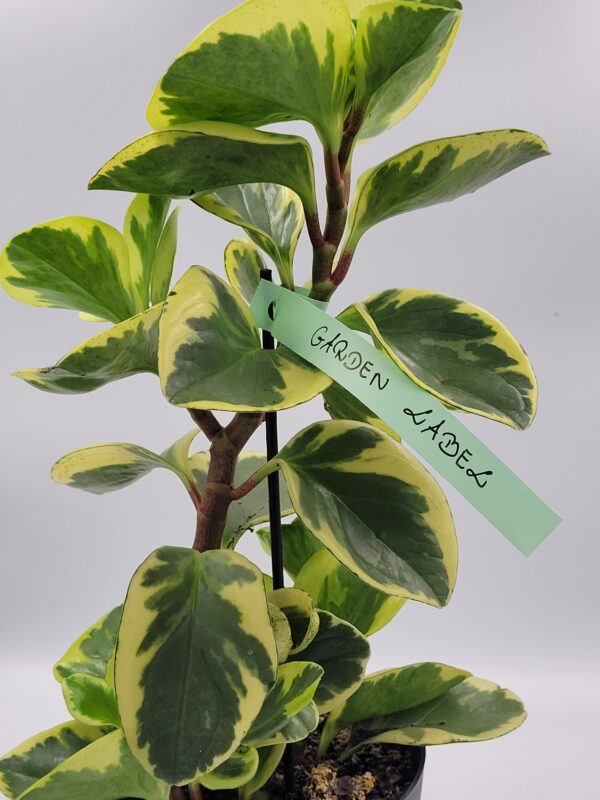 Etykiety pętlowe ogrodnicze w kolorze miętowym 160 mm x 17 mm - 500 sztuk, Garden-Label.pl - obrazek 3