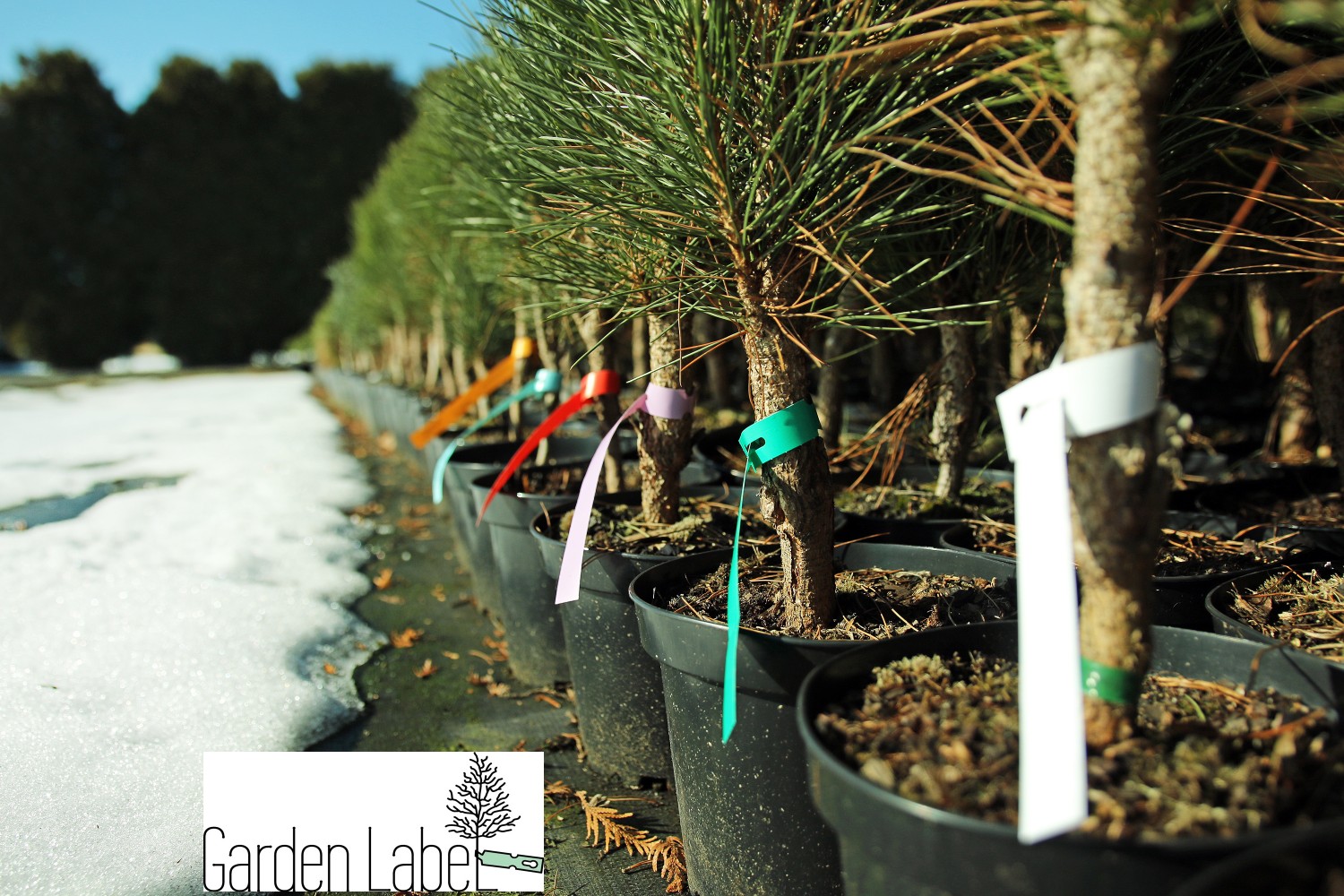 Etykiety ogrodnicze/sadownicze pętlowe NIEBIESKIE 250x25mm(25x250) 5000szt - obrazek 11