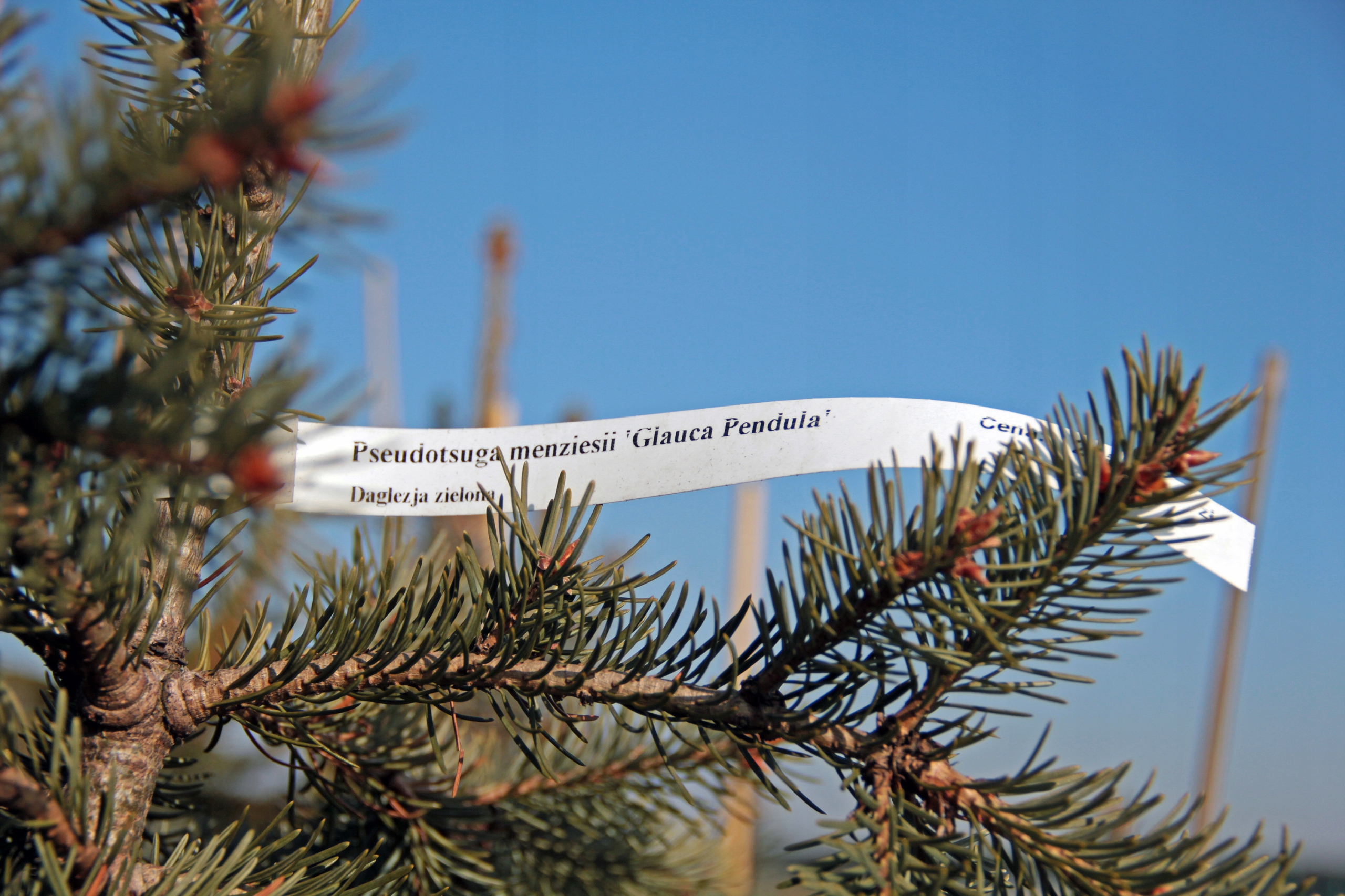 Etykiety folio pętlowe ogrodnicze Białe 300x20mm - 100 sztuk, regulowane 60-140 mm, odporne na warunki atmosferyczne - obrazek 5