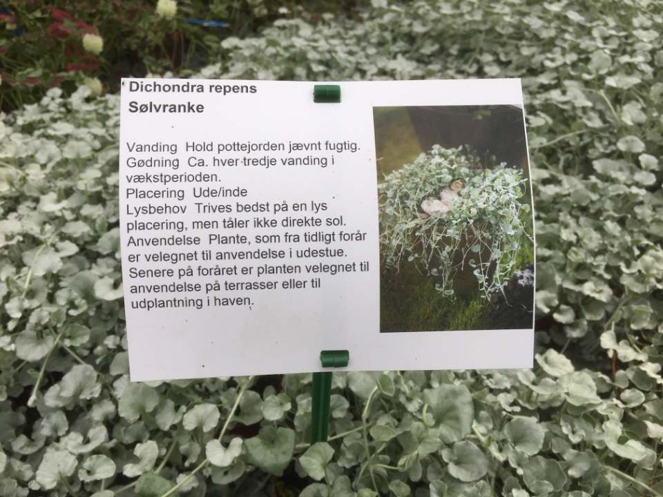 Etykiety prezentacyjne - Sign A5 148 x 210 mm (2) (D) A4 sheets (4060) FloraLabels - obrazek 6