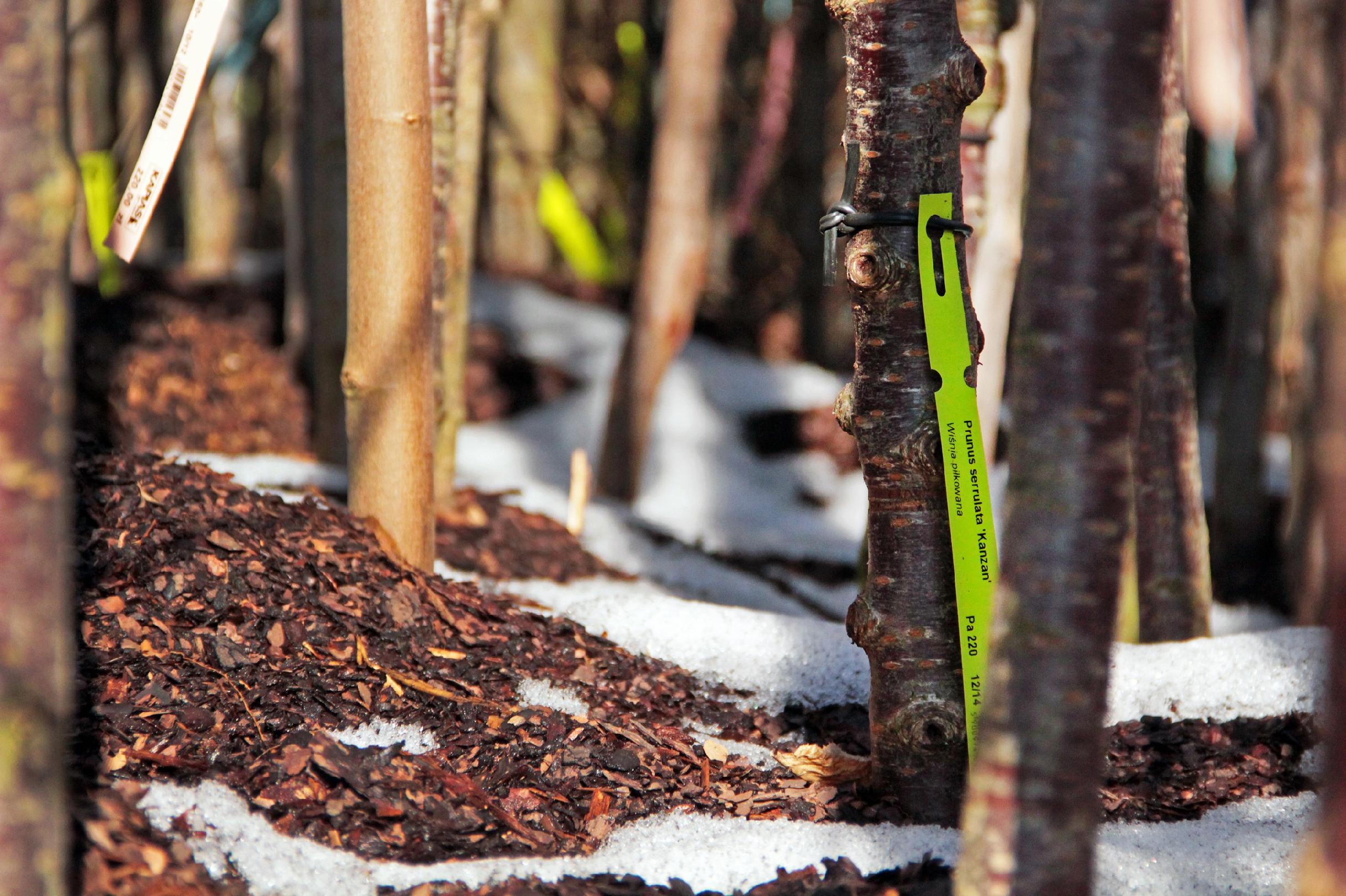 Etykiety ogrodnicze żółte XL 400x20mm - 100 sztuk, wodoodporne, trwałe, do oznaczania roślin - obrazek 2