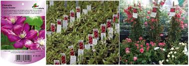 Etykiety prezentacyjne - Sign A5 148 x 210 mm (1) (D) (3511) FloraLabels - obrazek 8