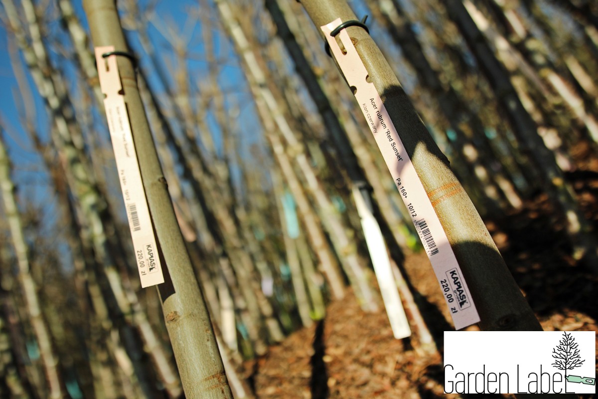 Etykiety ogrodnicze/sadownicze pętlowe BIAŁE 200x17mm(17x200) 1000szt - obrazek 12