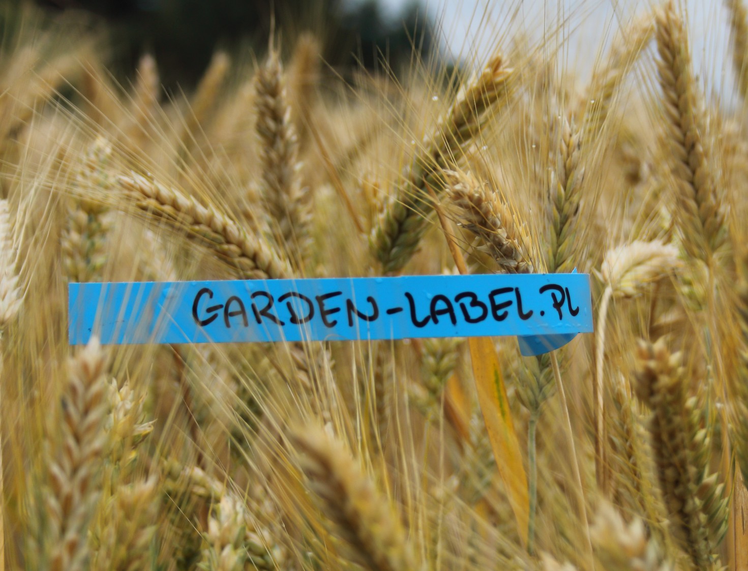 80cee5cebbccaf3834ace37b750344a3