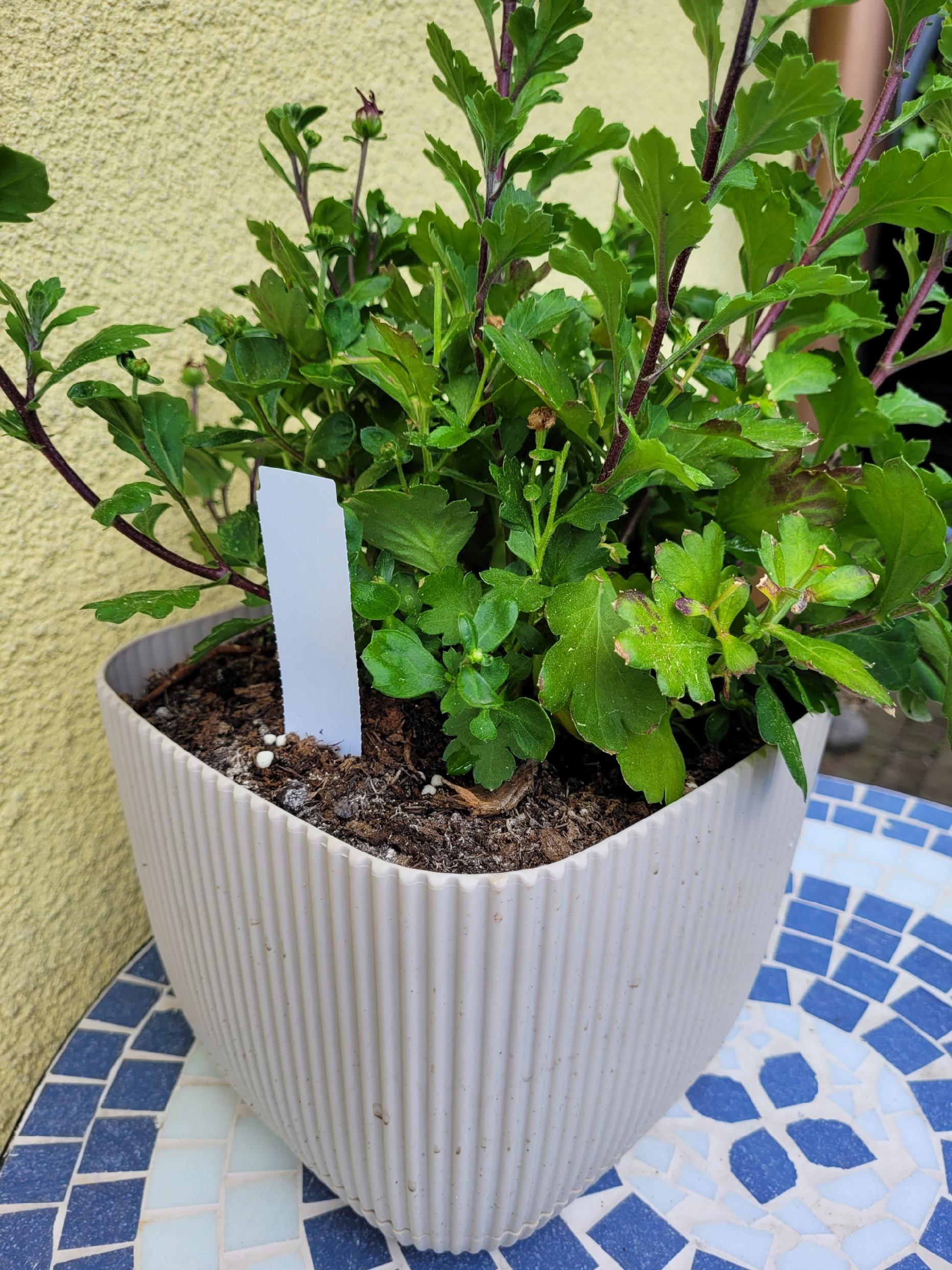 5169a5fb46f7fda5501c3397986ff36d