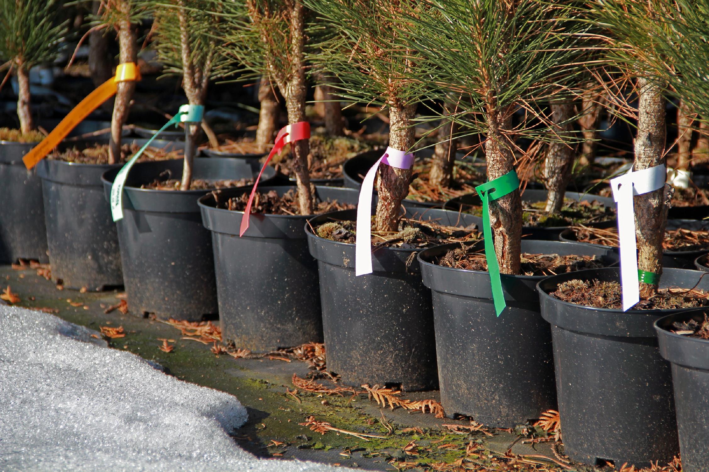 Etykiety ogrodnicze/sadownicze pętlowe POMARAŃCZOWE 200x17mm(17x200) 2000szt - obrazek 10