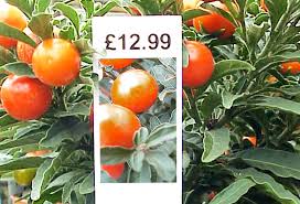 Etykiety wtykane - Pot Label 66 x 167 mm w click (3) (3545) FloraLabels