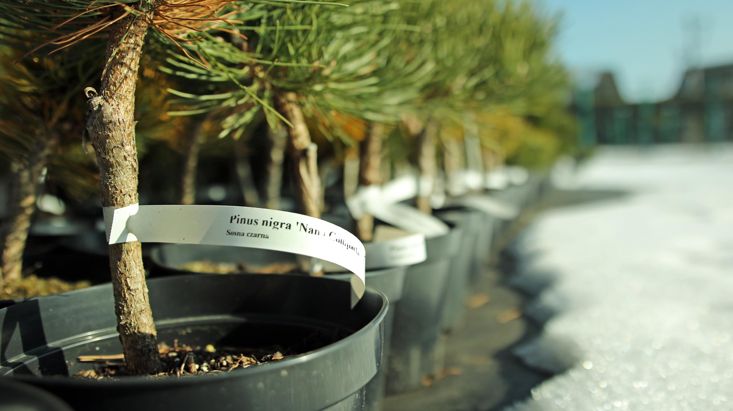 Etykiety ogrodnicze/sadownicze pętlowe Białe 160x17mm(17x160) 1000szt - obrazek 3