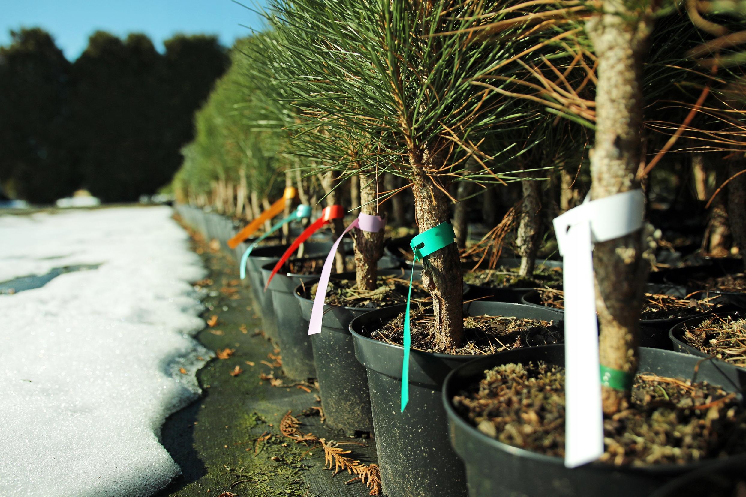 Etykiety folio pętlowe ogrodnicze Białe 300x20mm - 100 sztuk, regulowane 60-140 mm, odporne na warunki atmosferyczne - obrazek 10