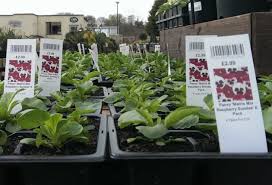 Etykiety wtykane - Pot Label 40 x 170 mm (5) (3003) FloraLabels - obrazek 2