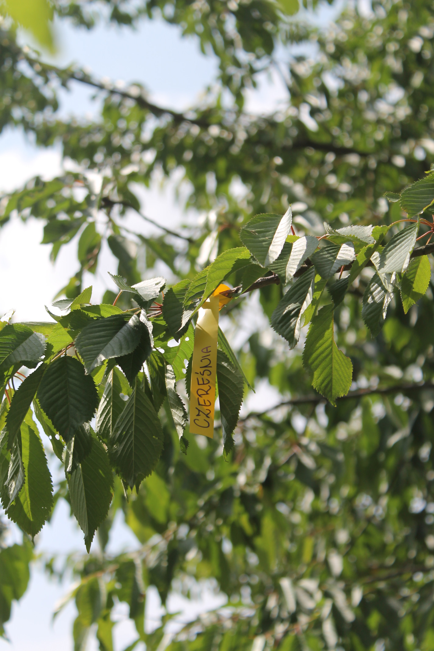 Etykiety ogrodnicze/sadownicze pętlowe POMARAŃCZOWE 250x17mm(17x250) 1000szt - obrazek 12