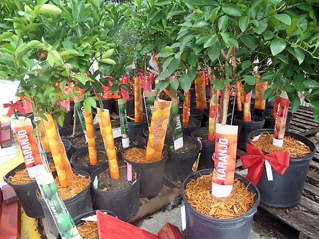 Etykiety prezentacyjne - Sign A4 210 x 297 mm (1) (D) A4 sheets (3013Y) Yellow/Żółte FloraLabels - obrazek 4