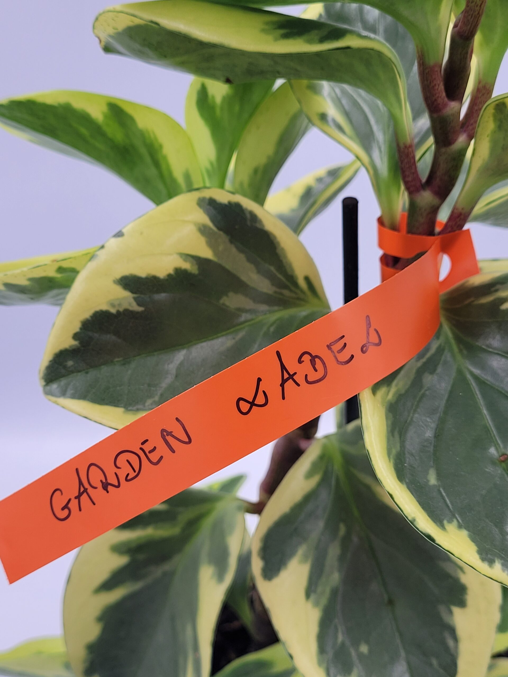 Etykiety ogrodnicze/sadownicze pętlowe POMARAŃCZOWE 250x17mm(17x250) 2000szt - obrazek 8