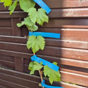 0ea1fe9c3b7ec198852a67887018ecc9