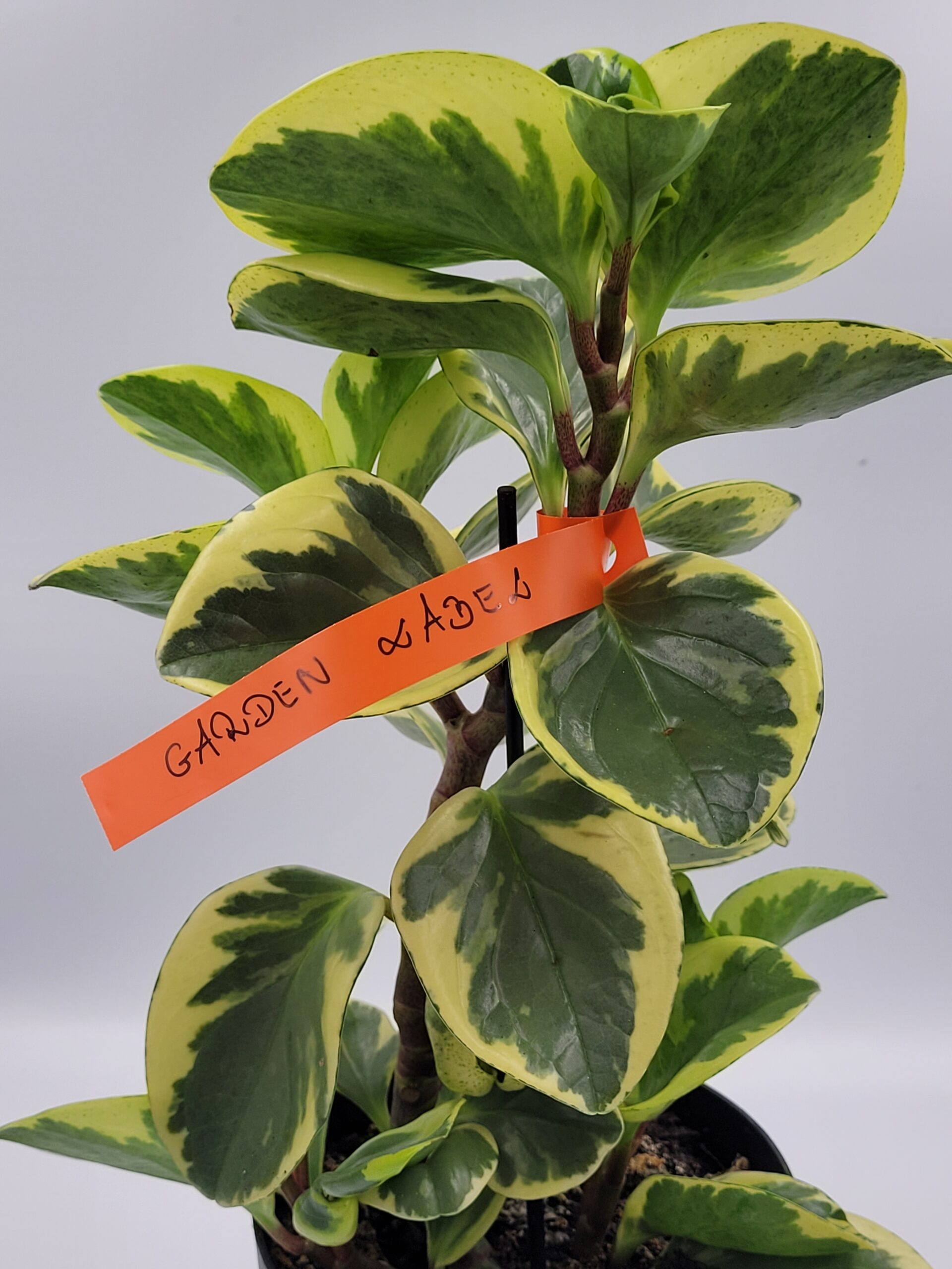 Etykiety ogrodnicze/sadownicze pętlowe POMARAŃCZOWE 250x17mm(17x250) 2000szt - obrazek 3