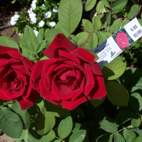 Etykieta pętlowa - Loop Label 33 x 250 mm (6) (D) (4153N) FloraLabels - obrazek 3