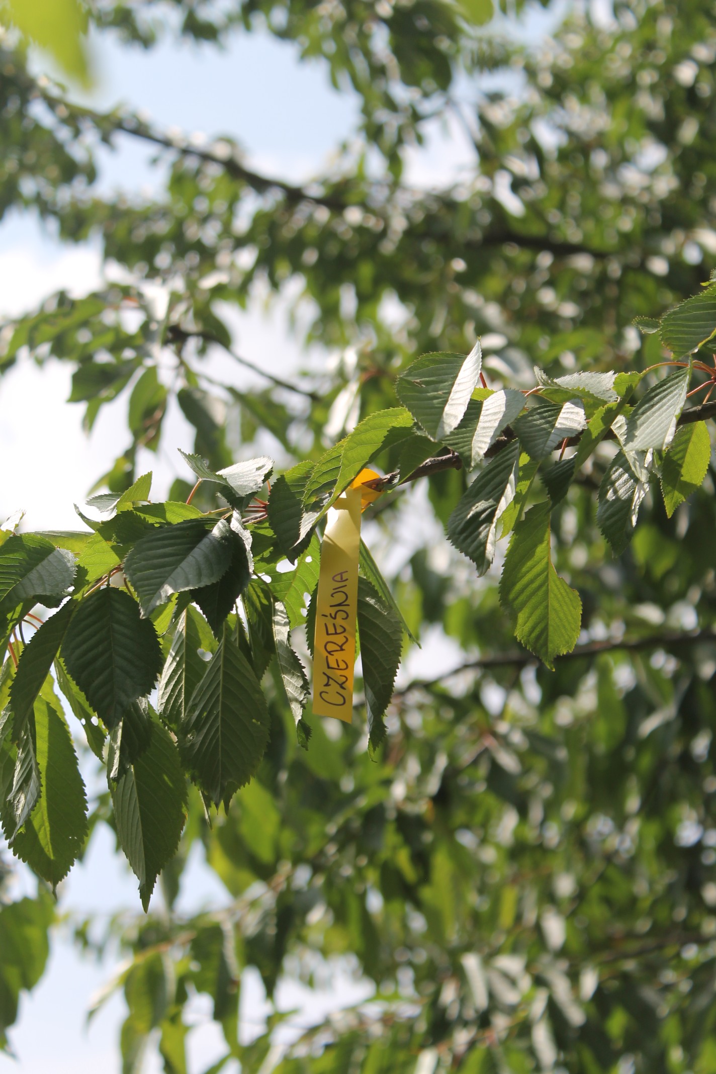 Etykiety ogrodnicze/sadownicze pętlowe NIEBIESKIE 250x25mm(25x250) 5000szt - obrazek 14