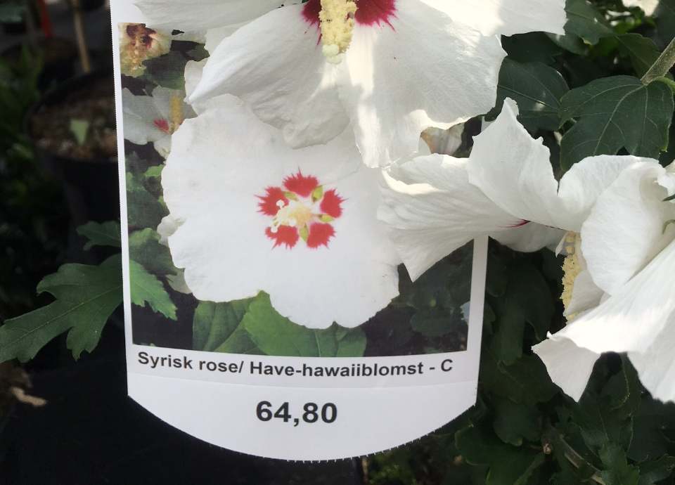 71327f82520312d9ed9d286429d262a3