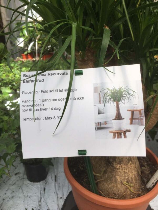 Etykiety prezentacyjne - Sign A5 148 x 210 mm (1) (D) (3011)  FloraLabels