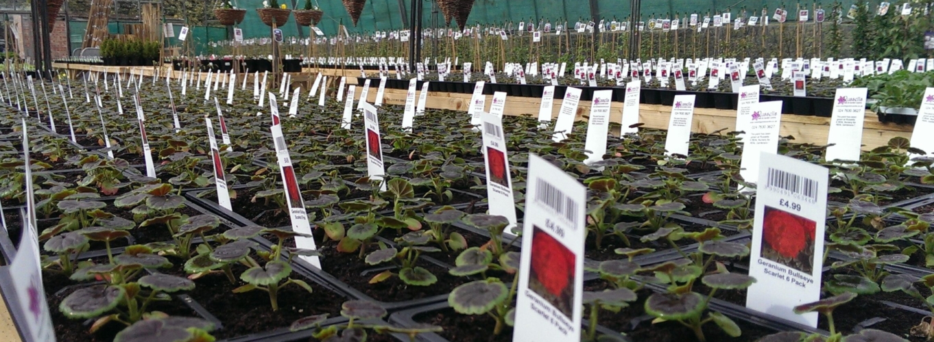 Etykiety prezentacyjne - Sign A5 148 x 210 mm with klick holes (1) (D), 200/pack, A4 sheets (4291) FloraLabels - obrazek 11