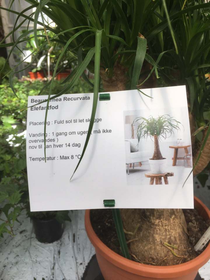 Etykiety prezentacyjne - Sign A6 105 x 149 mm (4) (D), A4 sheets, 1000/box (3042) FloraLabels