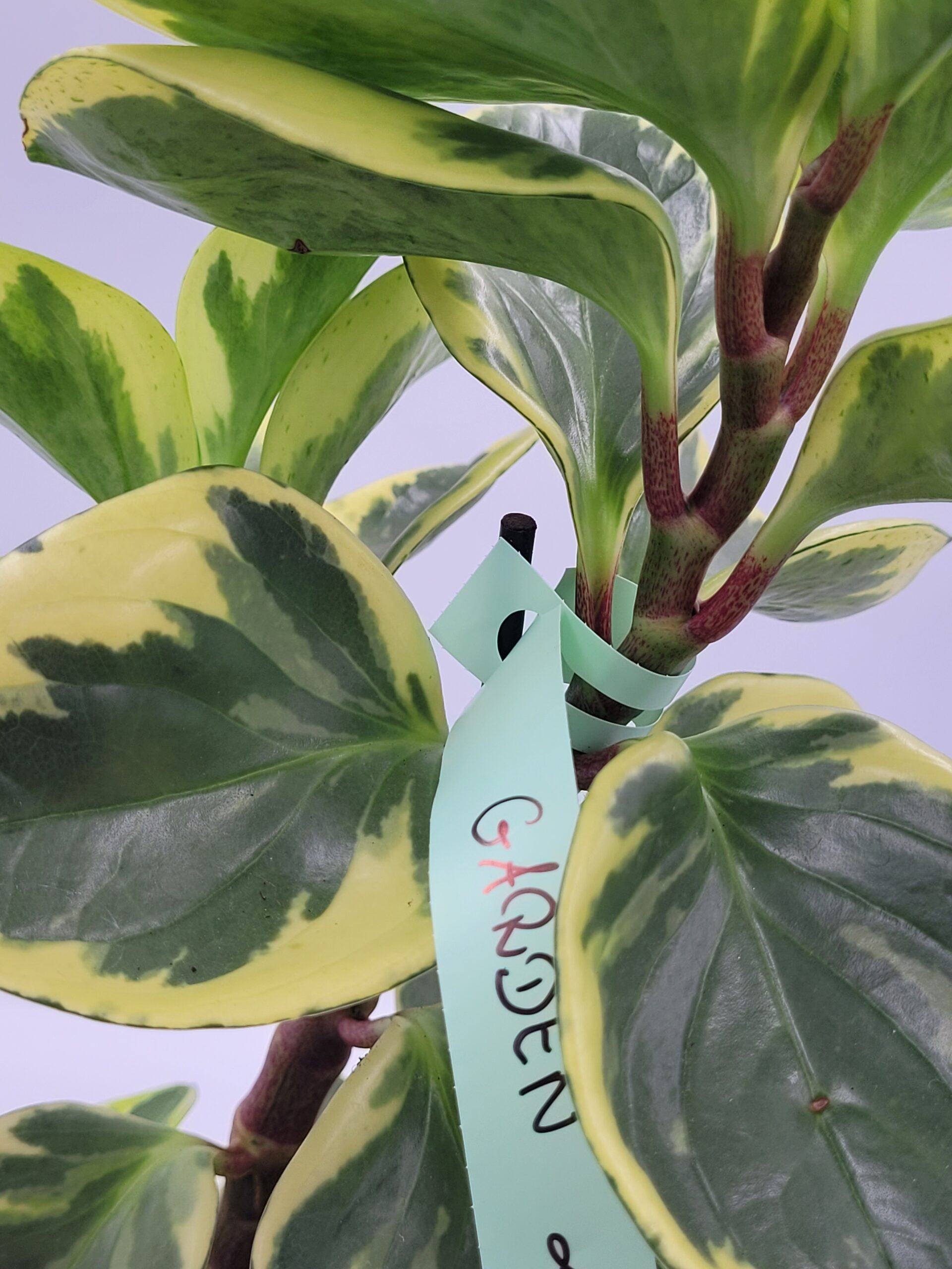 Etykiety ogrodnicze/sadownicze pętlowe MIĘTOWE 25x250mm(250x25) 3750szt - obrazek 6