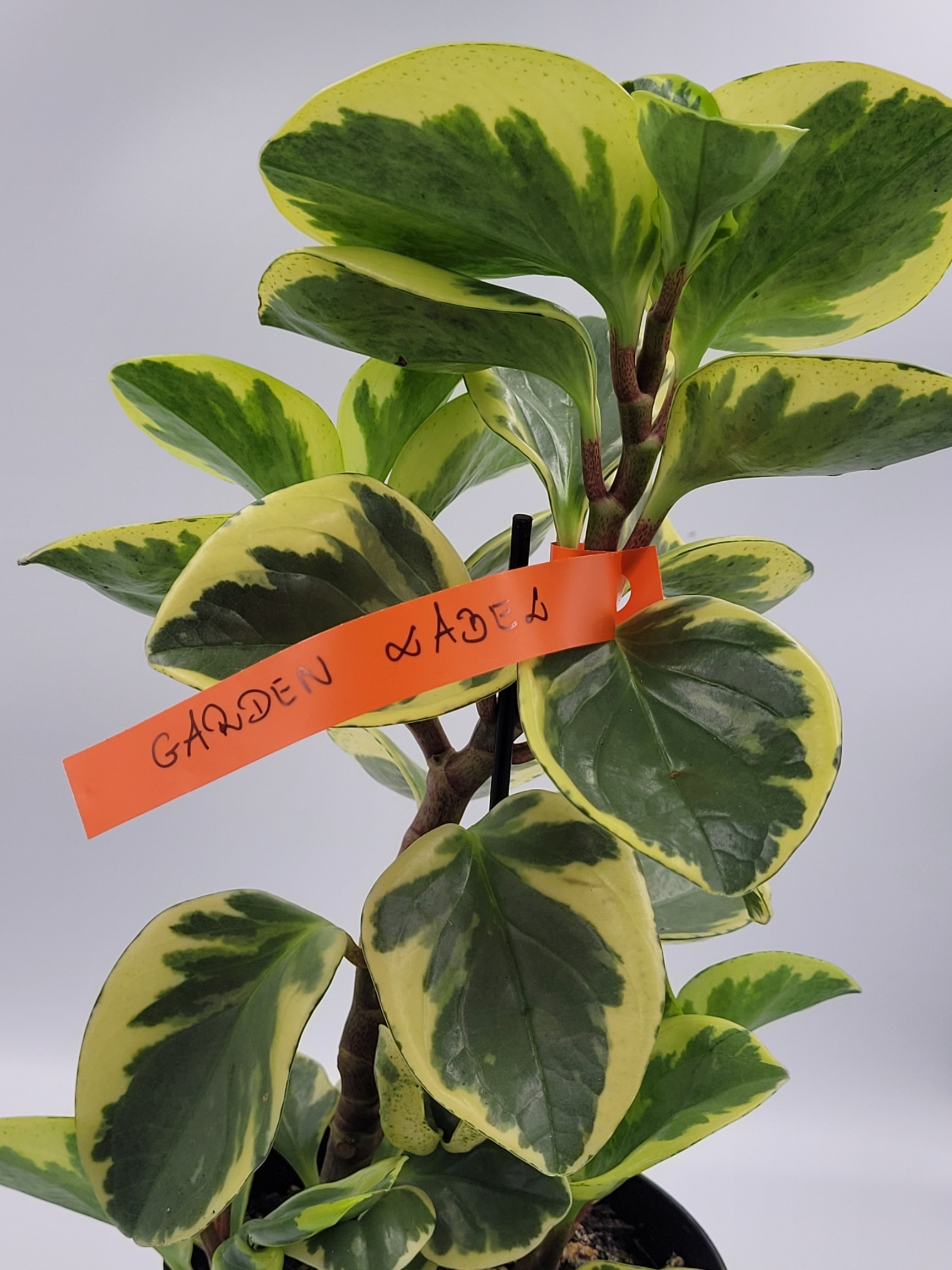 cfa102a36a0731a6555afbb2a020f034