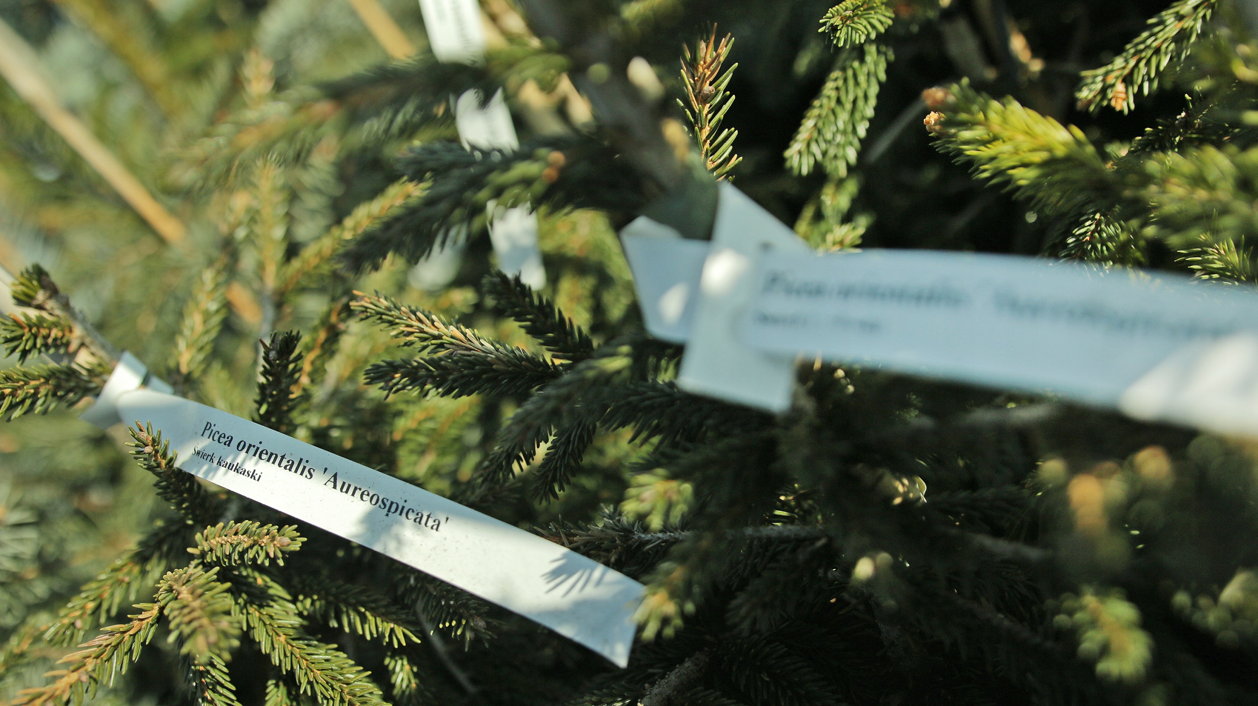 Etykiety ogrodnicze żółte XL 400x20mm - 100 sztuk, wodoodporne, trwałe, do oznaczania roślin - obrazek 7