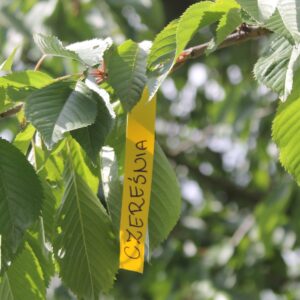 c2d99461991c3f85430d443e1808c19f