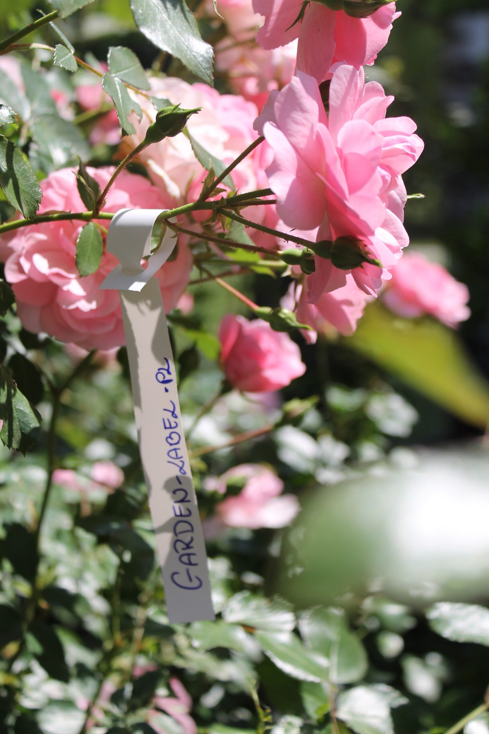 a85ff66c12fd4e66ee11fafb0776e1ce