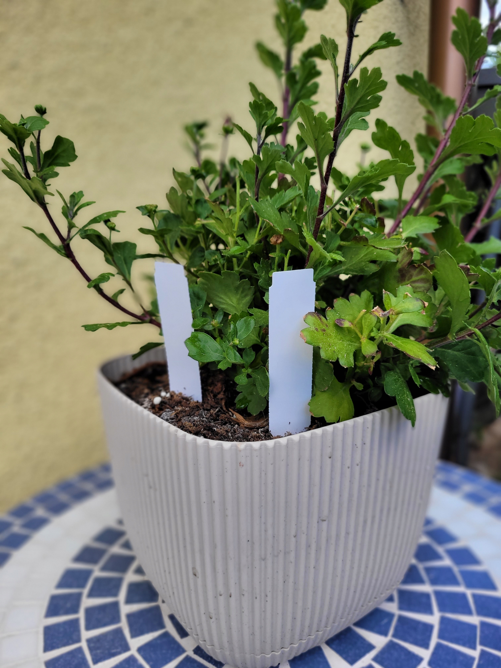 38aa070fe47673aebcb6f72946fd9f77